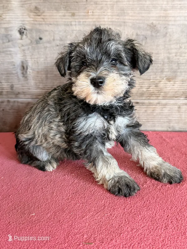 Female  – Miniature Schnauzer puppy for sale in Vermontville, MI