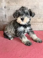 Female , a female Miniature Schnauzer for sale in Vermontville, MI – 3 of 3