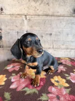 Male, a male Miniature Dachshund for sale in Vermontville, MI – 6 of 6