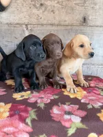 Male, a female Labrador Retriever for sale in Vermontville, MI – 3 of 4