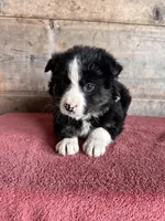 Female , a male Border Collie for sale in Vermontville, MI – Photo 2 of 3
