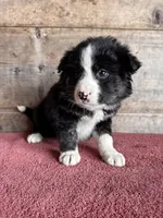 Female , a male Border Collie for sale in Vermontville, MI – Photo 3 of 3