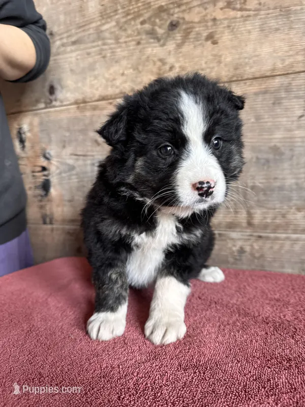 Female  – Border Collie puppy for sale in Vermontville, MI