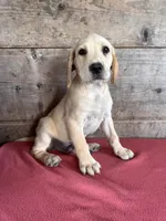 Male , a male Labrador Retriever for sale in Vermontville, MI – 5 of 5