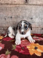 Male , a male Miniature American Shepherd for sale in Vermontville, MI – 4 of 5
