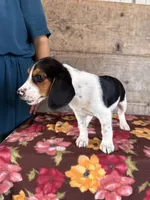 Male, a male Beagle for sale in Vermontville, MI – 2 of 5