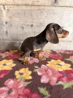 Female, a female Miniature Dachshund for sale in Vermontville, MI – 3 of 6