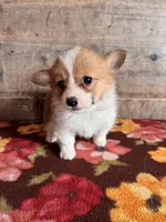 Female, a female Pembroke Welsh Corgi for sale in Vermontville, MI – 1 of 5