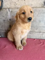 Male , a male Golden Retriever for sale in Vermontville, MI – 5 of 5