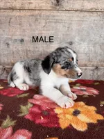 Male , a male Miniature American Shepherd for sale in Vermontville, MI – 2 of 5
