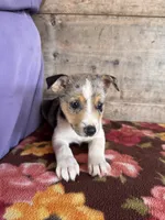 Female , a male Miniature American Shepherd for sale in Vermontville, MI – 3 of 5