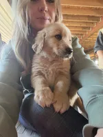Male , a male Golden Retriever for sale in Vermontville, MI – 5 of 5