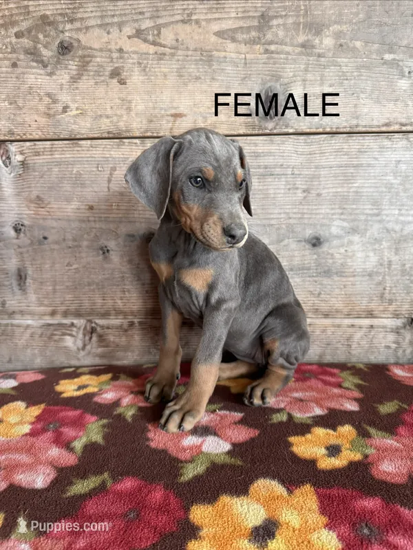 Female  – Doberman Pinscher puppy for sale in Vermontville, MI