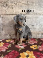 Female , a female Doberman Pinscher for sale in Vermontville, MI – 1 of 1