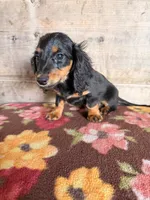 Female , a female Miniature Dachshund for sale in Vermontville, MI – 6 of 7