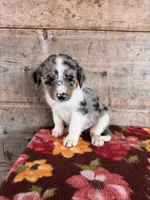 Male , a male Miniature American Shepherd for sale in Vermontville, MI – 3 of 5