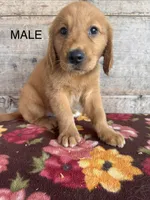 Male , a male Golden Retriever for sale in Vermontville, MI – 2 of 4