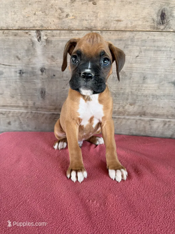 Male  – Boxer puppy for sale in Vermontville, MI