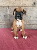 Male , a male Boxer for sale in Vermontville, MI – 1 of 5