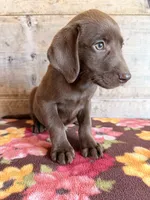 Female , a female Labrador Retriever for sale in Vermontville, MI – 6 of 7