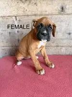 Female , a female Boxer for sale in Vermontville, MI – 2 of 6