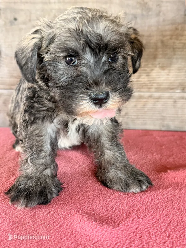 Male  – Miniature Schnauzer puppy for sale in Vermontville, MI