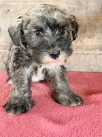 Male , a male Miniature Schnauzer for sale in Vermontville, MI – 1 of 4