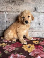 Male 1, a male Golden Retriever for sale in Vermontville, MI – 3 of 4