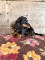Female , a female Miniature Dachshund for sale in Vermontville, MI – 3 of 7
