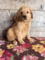 Female , a female Golden Retriever for sale in Vermontville, MI – 4 of 4