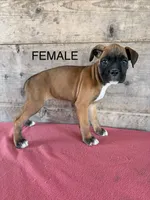 Female , a female Boxer for sale in Vermontville, MI – 2 of 6