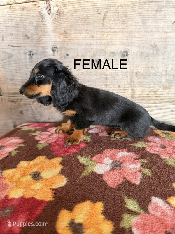 Female  – Miniature Dachshund puppy for sale in Vermontville, MI