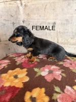 Female , a female Miniature Dachshund for sale in Vermontville, MI – 1 of 7
