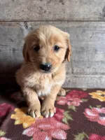 Female, a female Golden Retriever for sale in Vermontville, MI – Photo 3 of 5