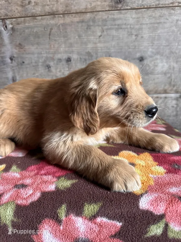 Female – Golden Retriever puppy for sale in Vermontville, MI