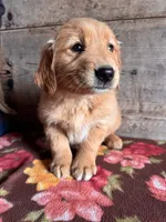 Female, a female Golden Retriever for sale in Vermontville, MI – Photo 4 of 5