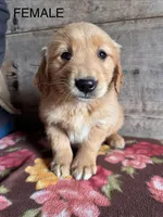 Female, a female Golden Retriever for sale in Vermontville, MI – Photo 2 of 5