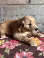 Female, a female Golden Retriever for sale in Vermontville, MI – Photo 5 of 5