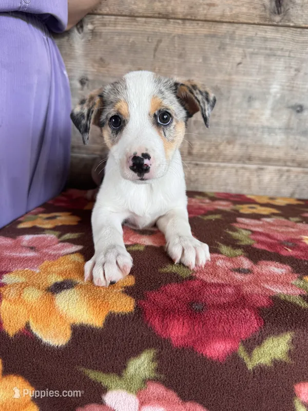 Female  – Miniature American Shepherd puppy for sale in Vermontville, MI