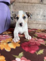 Female , a male Miniature American Shepherd for sale in Vermontville, MI – 4 of 5