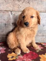 Female , a female Golden Retriever for sale in Vermontville, MI – 3 of 4