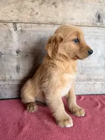 Male , a male Golden Retriever for sale in Vermontville, MI – 4 of 5