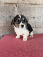 Male , a male Pembroke Welsh Corgi for sale in Vermontville, MI – 3 of 7