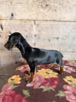 Male, a male Miniature Dachshund for sale in Vermontville, MI – 3 of 6