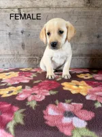 Female, a female Labrador Retriever for sale in Vermontville, MI – 3 of 5