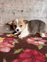 Male, a male Pembroke Welsh Corgi for sale in Vermontville, MI – 4 of 6
