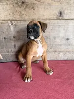 Male, a male Boxer for sale in Vermontville, MI – 2 of 3