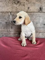 Female , a male Labrador Retriever for sale in Vermontville, MI – 2 of 5