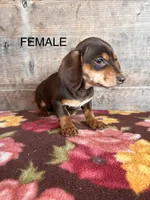 Female , a female Miniature Dachshund for sale in Vermontville, MI – Photo 1 of 3