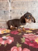 Female , a female Miniature Dachshund for sale in Vermontville, MI – Photo 3 of 3